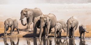 elephants drinking water